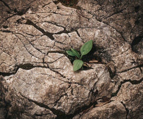 beautiful-brown-natural-background-2024-10-18-04-51-29-utc